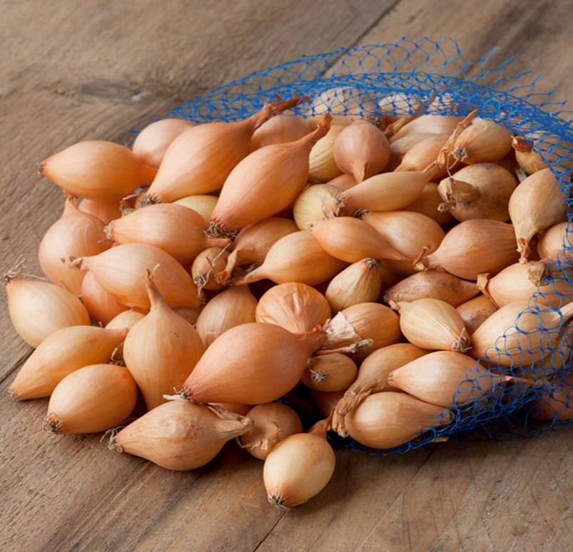 CEBULA DYMKA WOLSKA IV 500g /20/