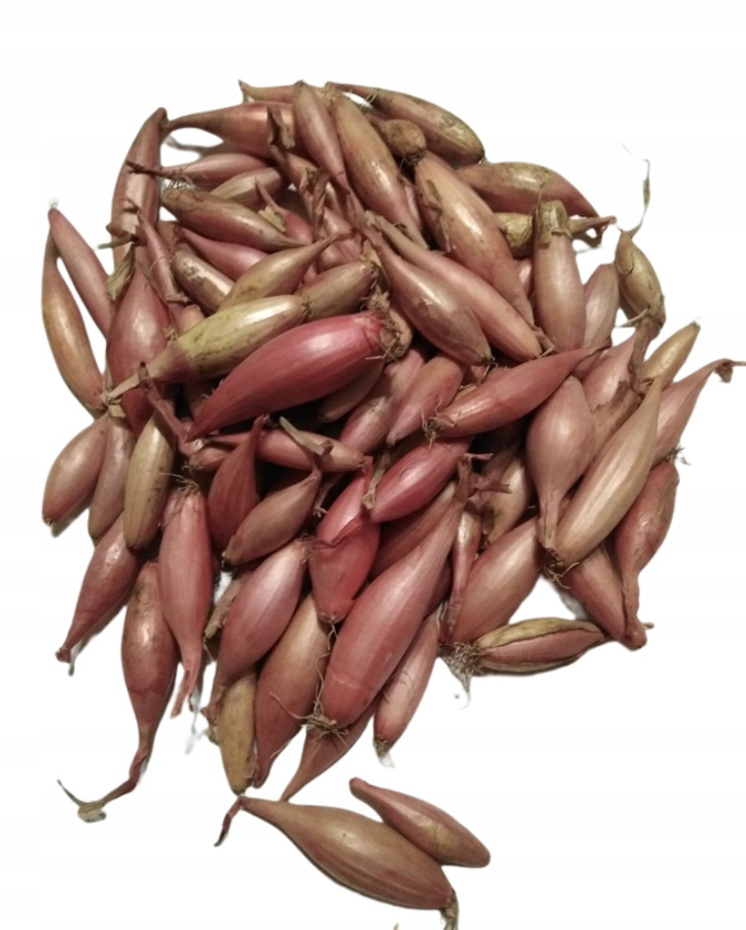 CEBULA DYMKA szalotka Zebrune 250g /20/