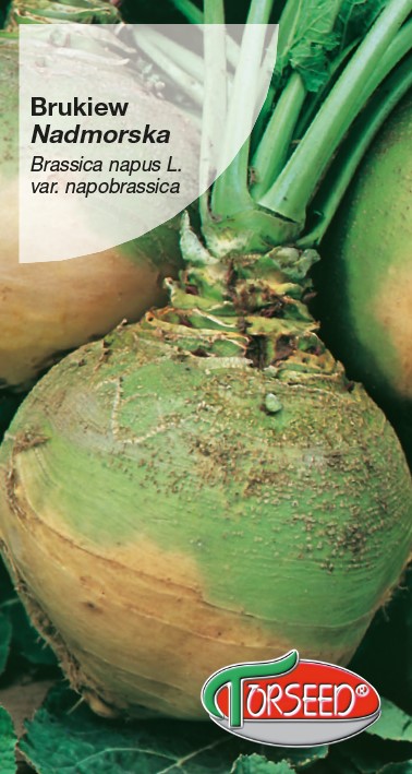 Brukiew pastewna Nadmorska  10g biało-fiolet