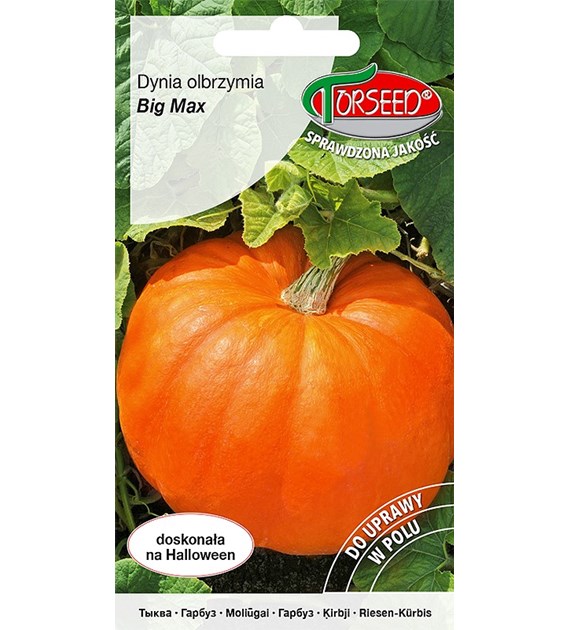 Dynia olbrzymia Big Max 3g