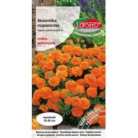 Aksamitka rozpierzchła-niska,pomar.1g Tagetes