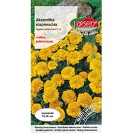 Aksamitka rozpierzchła-niska,żółta 1g Tagetes