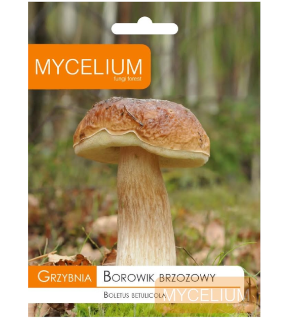 Grzybnia Borowik brzozowy