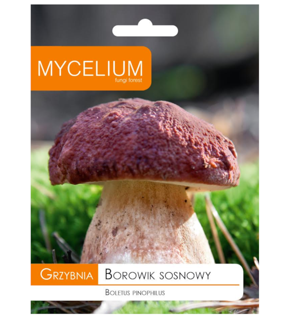 Grzybnia Borowik sosnowy