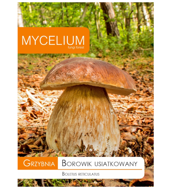 Grzybnia Borowik usiatkowany