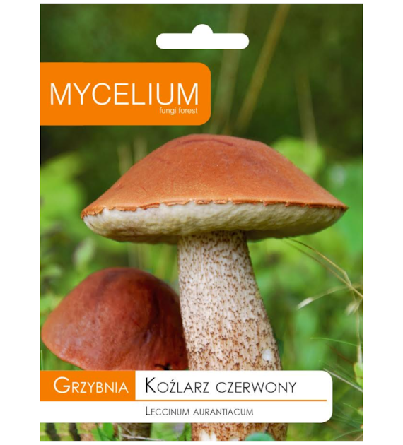 Grzybnia Koźlarz czerwony