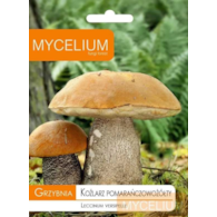 Grzybnia Koźlarz pomarańczowy