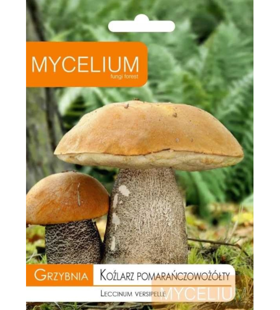 Grzybnia Koźlarz pomarańczowy