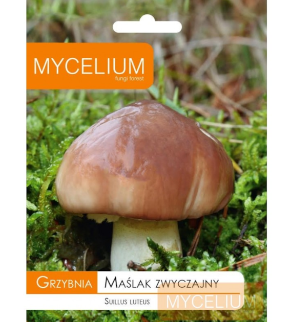 Grzybnia Maślak zwyczajny