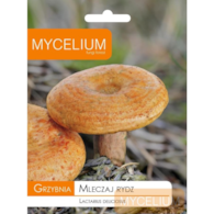 Grzybnia Mleczaj rydz