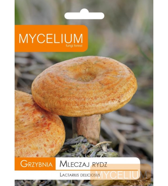 Grzybnia Mleczaj rydz