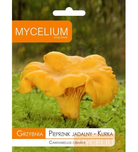 Grzybnia Kurka, Pieprznik Jadalny