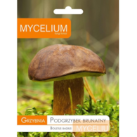Grzybnia Podgrzybek brunatny