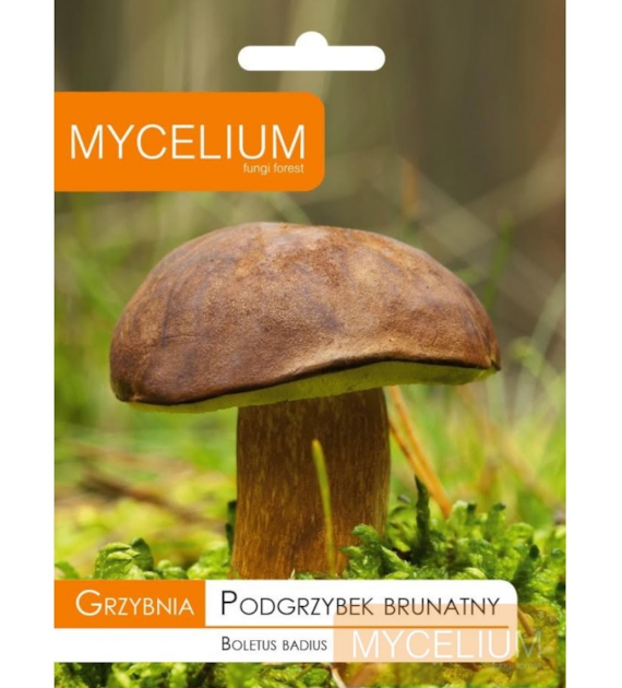 Grzybnia Podgrzybek brunatny