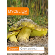 Grzybnia Gąska zielonka 10g