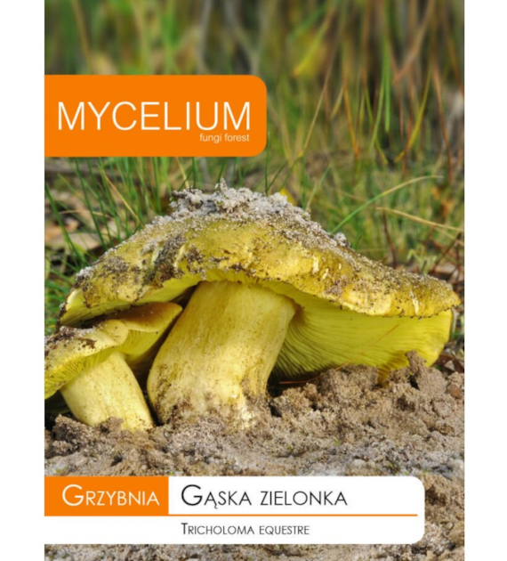Grzybnia Gąska zielonka 10g