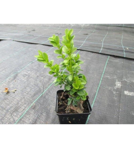 BIOHUMUS EXTRA Lawenda 1 L /9/