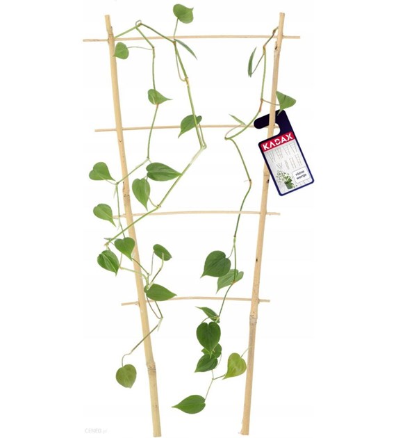 Drabinka bambusowa pałąk 150cm DG150