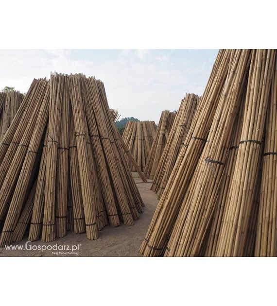 Tyczki bambusowe  210cm 20-22mm T210