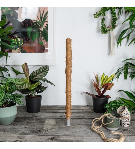 Palik kokosowy 40cm 32mm