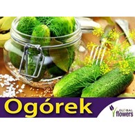 Ogórek gruntowy Santana F1 3g