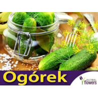 Ogórek gruntowy Santana F1 3g ST
