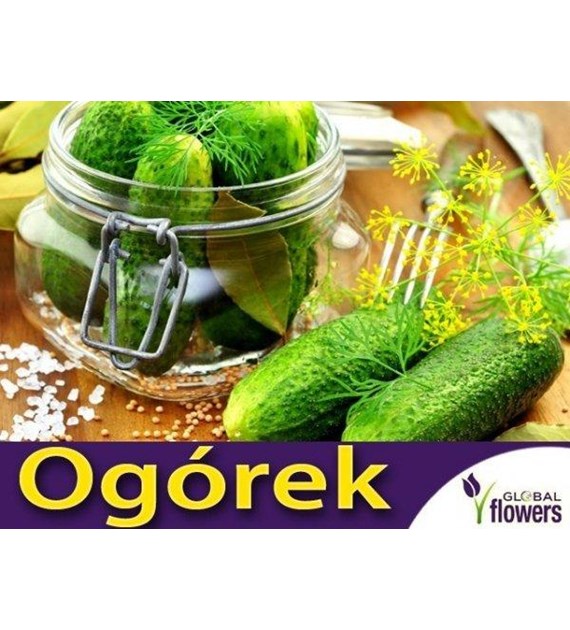 Ogórek gruntowy Santana F1 3g