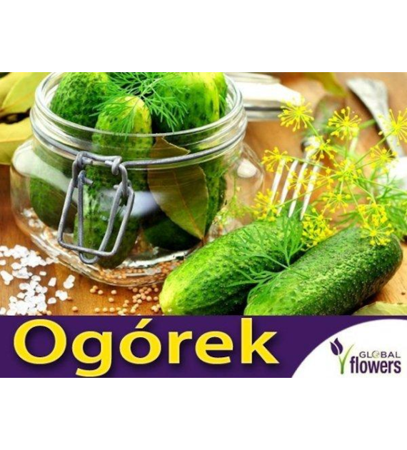 Ogórek gruntowy Santana F1 3g ST
