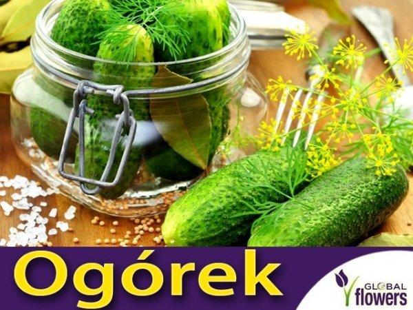 Ogórek gruntowy Santana F1 3g