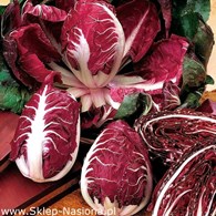 Cykoria sałatowa Rouge de Verone 0,5g ST