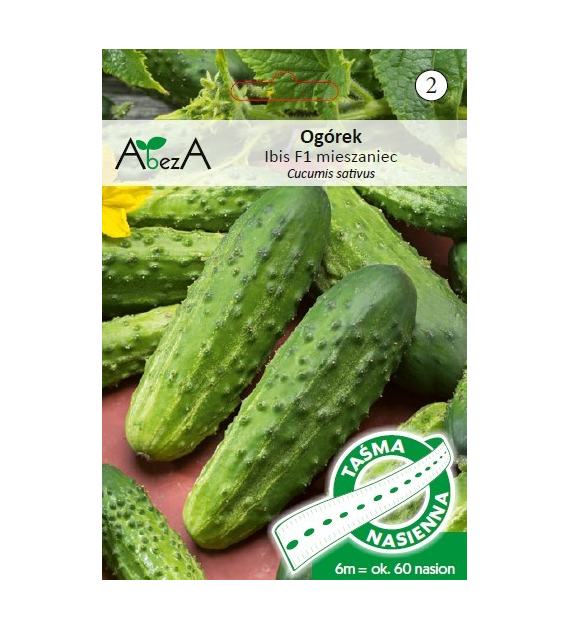 Ogórek Ibis 6m/60 nas - TAŚMA mieszaniec F1 ST