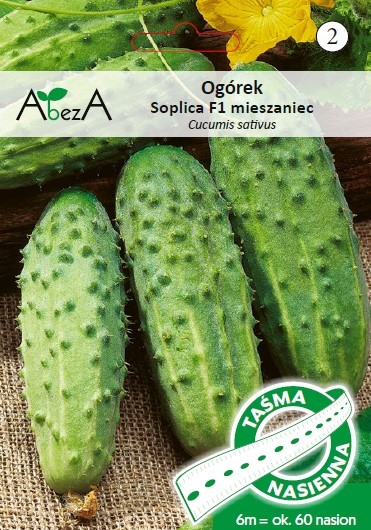 Ogórek Soplica 6m/60 nas - TAŚMA mieszaniec F1 ST