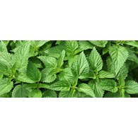 Agropak Pokrzywa 1L /12/