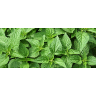 Agropak Pokrzywa 1L /12/