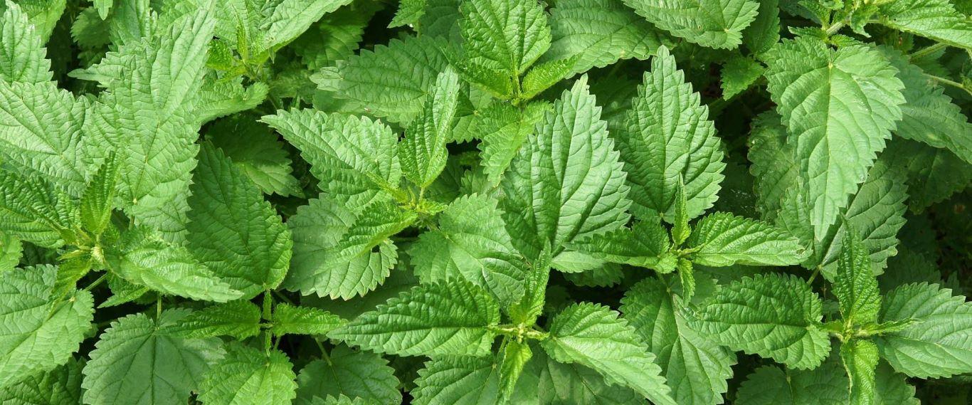 Agropak Pokrzywa 1L /12/