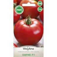 Pomidor Dafne F1 0,1g mieszaniec ST