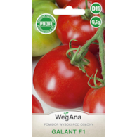 Pomidor Galant F1 ST 0,1g wysoki szklarniowy