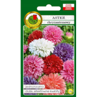 Aster Chryzantemowy miesz.0,8g